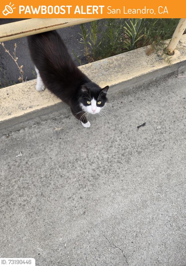Found/Stray Unknown Cat last seen Abram ct, San Leandro, CA 94577