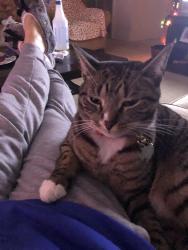 Reunited Male Cat last seen Mountain Ave, Middlesex, NJ 08846