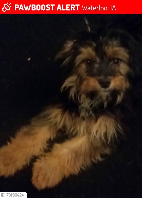 Lost Male Dog last seen hse, Waterloo, IA 50701