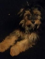 Lost Male Dog last seen hse, Waterloo, IA 50701