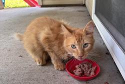Found/Stray Male Cat last seen Shalimar gardens, Columbia, MO 65202