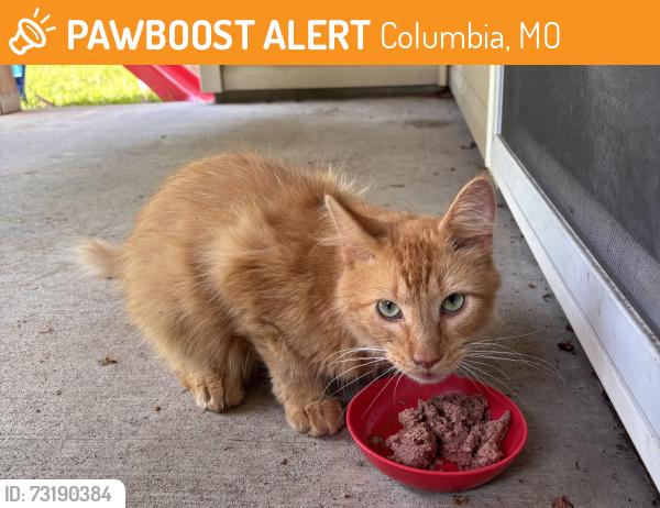 Found/Stray Male Cat last seen Shalimar gardens, Columbia, MO 65202