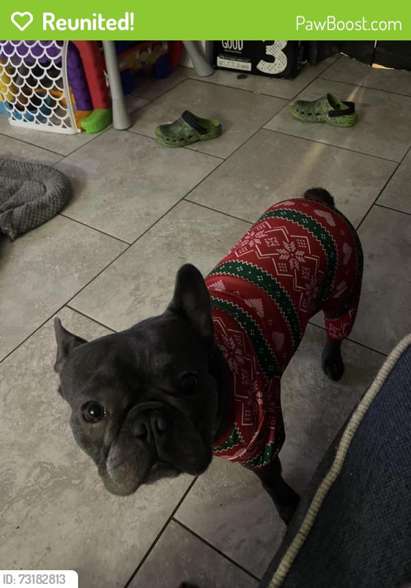 Reunited Male Dog last seen Madison and Corson, New Port Richey, FL 34652
