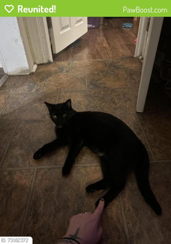 Reunited Female Cat last seen McCandless Park, Pittsburgh, PA 15201