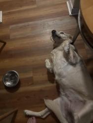 Reunited Female Dog last seen Near 51st Ave N St. Petersburg, Fl. 33703, St. Petersburg, FL 33703