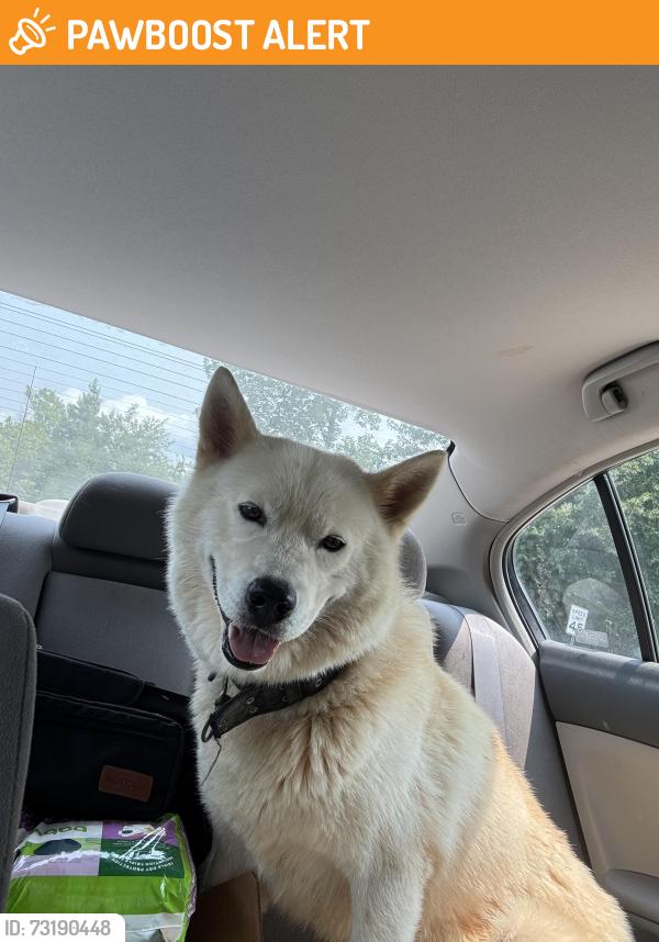 Found/Stray Unknown Dog last seen hwy 52 off an exit ramp in between winston and lexington, Davidson County, NC 27295