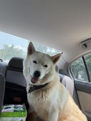 Found/Stray Unknown Dog last seen hwy 52 off an exit ramp in between winston and lexington, Davidson County, NC 27295