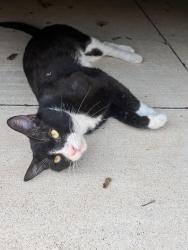 Found/Stray Male Cat last seen 41st and Troost Ave, Kansas City, MO 64110