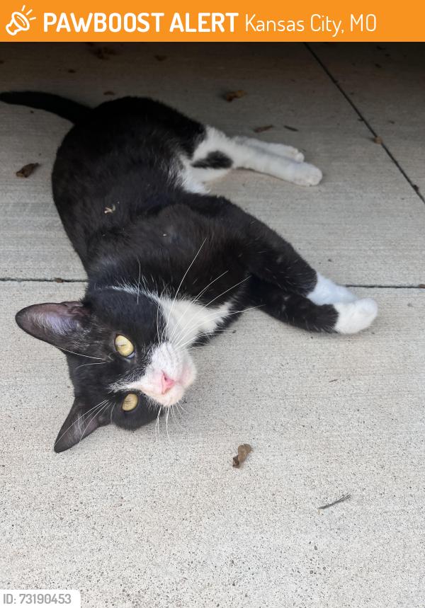 Found/Stray Male Cat last seen 41st and Troost Ave, Kansas City, MO 64110