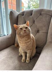 Lost Male Cat last seen Leaf road, Houghton Regis, England LU5 6JH