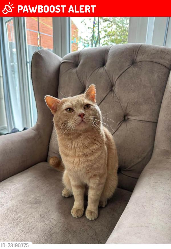 Lost Male Cat last seen Leaf road, Houghton Regis, England LU5 6JH