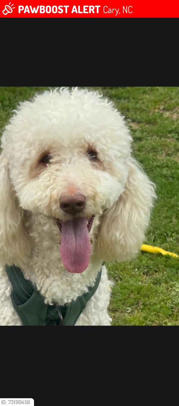 Lost Female Dog last seen Whitehall way, Cary, NC 27511