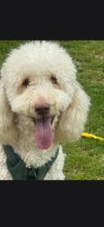 Lost Female Dog last seen Whitehall way, Cary, NC 27511
