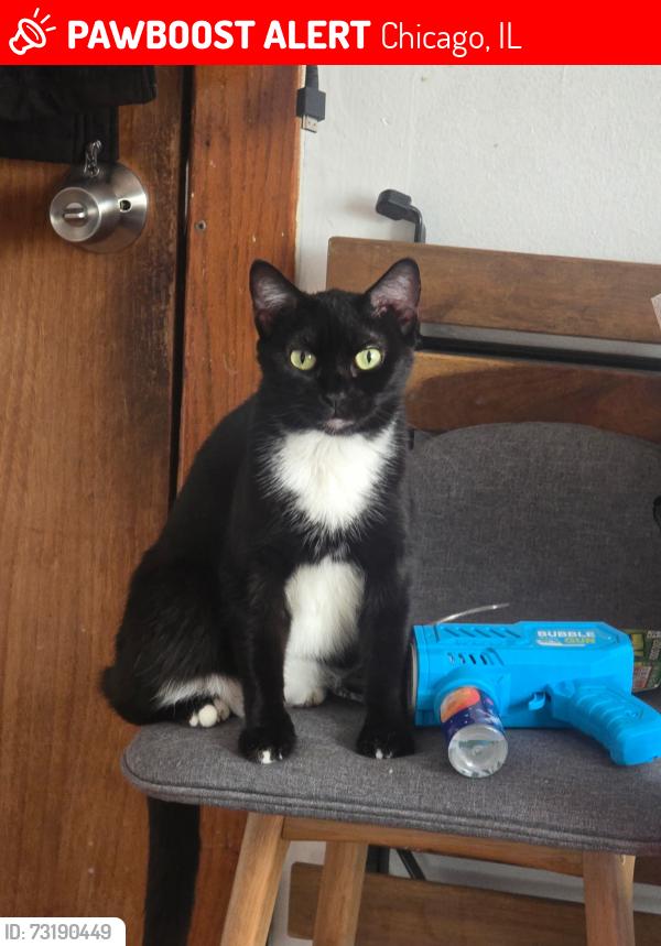 Lost Female Cat last seen Near n armitage chicago il 60629, Chicago, IL 60639