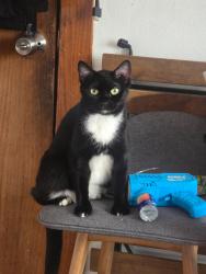 Lost Female Cat last seen Near n armitage chicago il 60629, Chicago, IL 60639