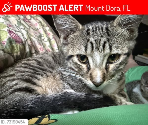 Lost Male Cat last seen Strathmore circle, Mount Dora, FL 32757