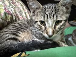Lost Male Cat last seen Strathmore circle, Mount Dora, FL 32757