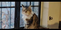 Lost Female Cat last seen Meadowlake Rd & Gurvin Ct, Los Lunas, NM 87031