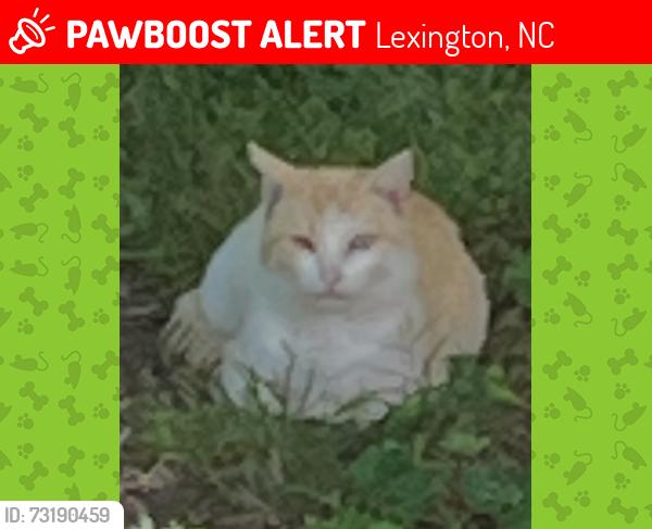Lost Male Cat last seen Fairgrounds, Lexington, NC 27295