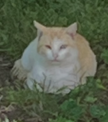 Lost Male Cat last seen Fairgrounds, Lexington, NC 27295