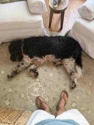 Found/Stray Female Dog last seen Tarrant Ln and Colleyville Blvd., Colleyville, TX 76034