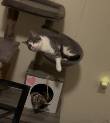 Reunited Female Cat last seen Bakersville School, Manchester, NH 03101