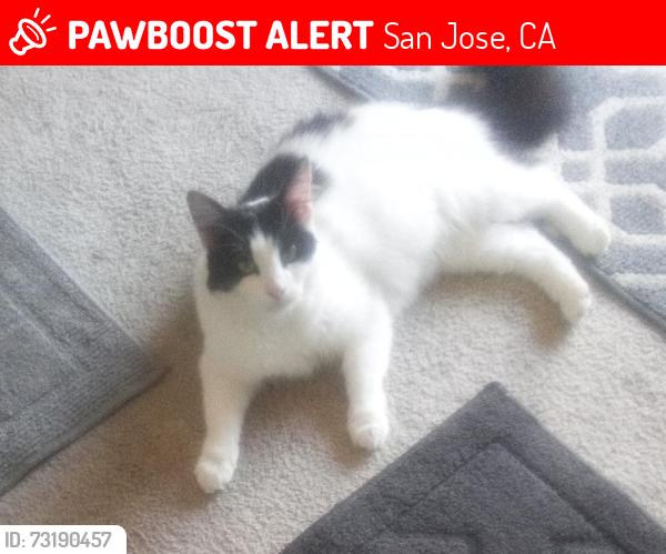 Lost Female Cat last seen East Hills Westview Dr. Valley ridge Rd., San Jose, CA 95148