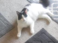 Lost Female Cat last seen East Hills Westview Dr. Valley ridge Rd., San Jose, CA 95148