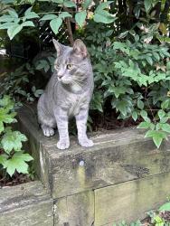 Found/Stray Unknown Cat last seen Gundry drive and James St, Falls Church, VA 22046