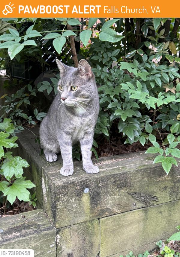Found/Stray Unknown Cat last seen Gundry drive and James St, Falls Church, VA 22046