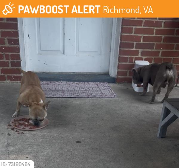 Found/Stray Female Dog last seen Hollister Ave, Richmond, VA 23224