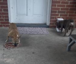 Found/Stray Female Dog last seen Hollister Ave, Richmond, VA 23224