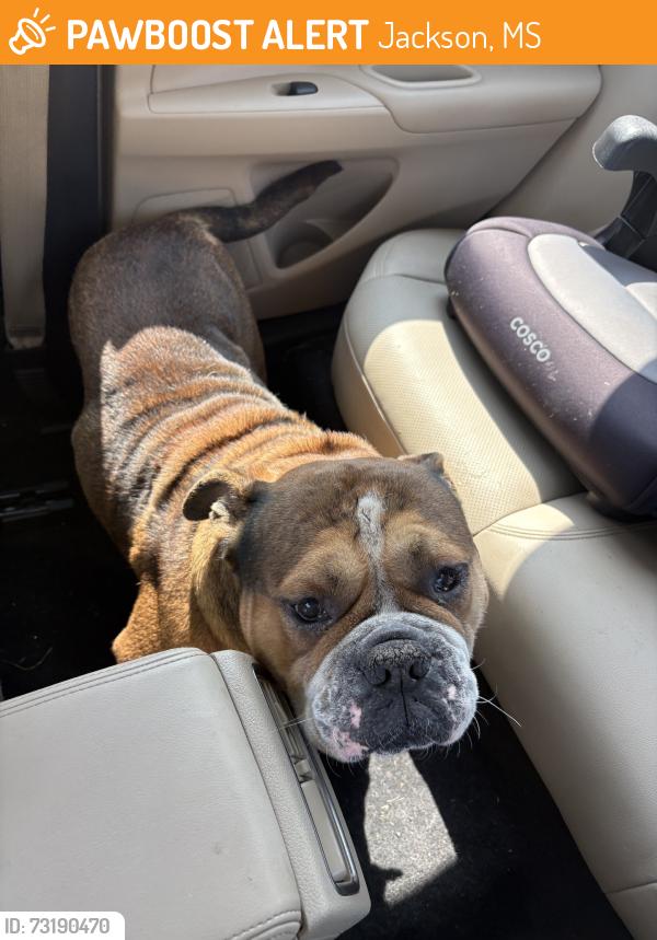 Found/Stray Unknown Dog last seen Highway 49 flora ms, Jackson, MS 39209