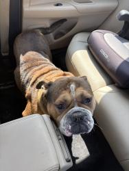 Found/Stray Unknown Dog last seen Highway 49 flora ms, Jackson, MS 39209