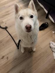 Reunited Female Dog last seen Altamont road and memorial dr, Chattanooga, TN 37415