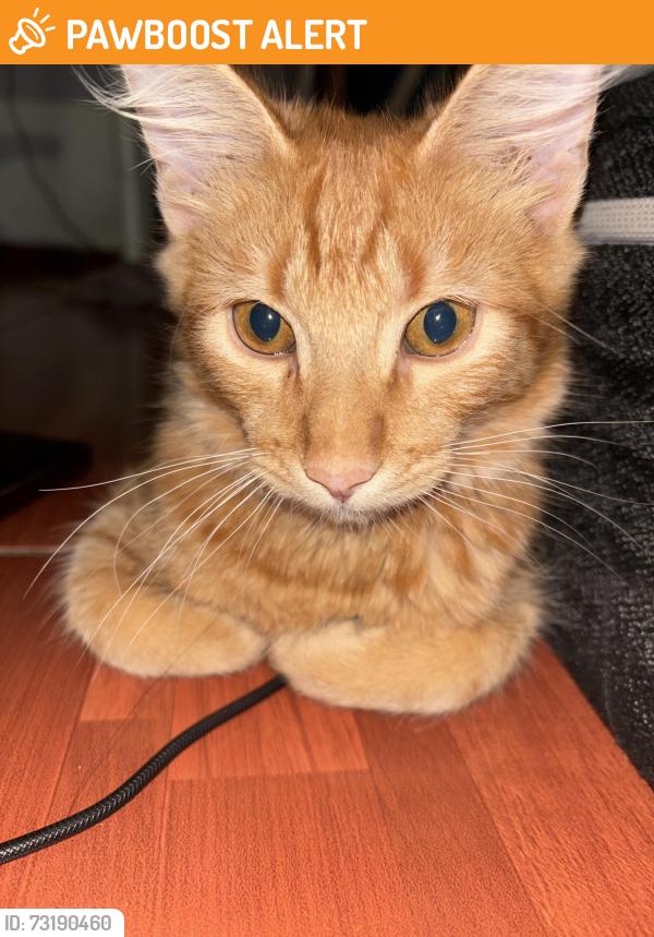 Found/Stray Male Cat last seen entre cruz angorada y cruz potenzada, Ciudad Apodaca, N.L. 66636
