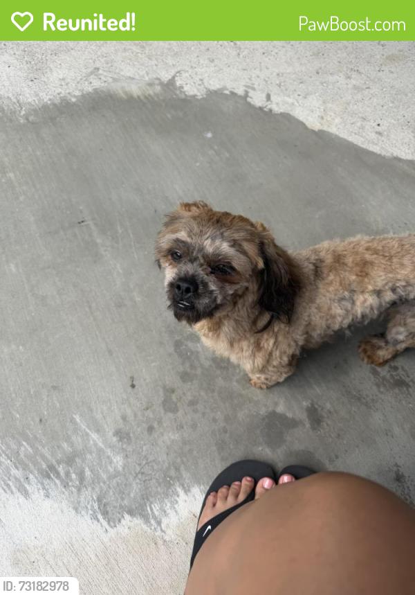 Reunited Female Dog last seen West 140th street, Cleveland, OH 44111