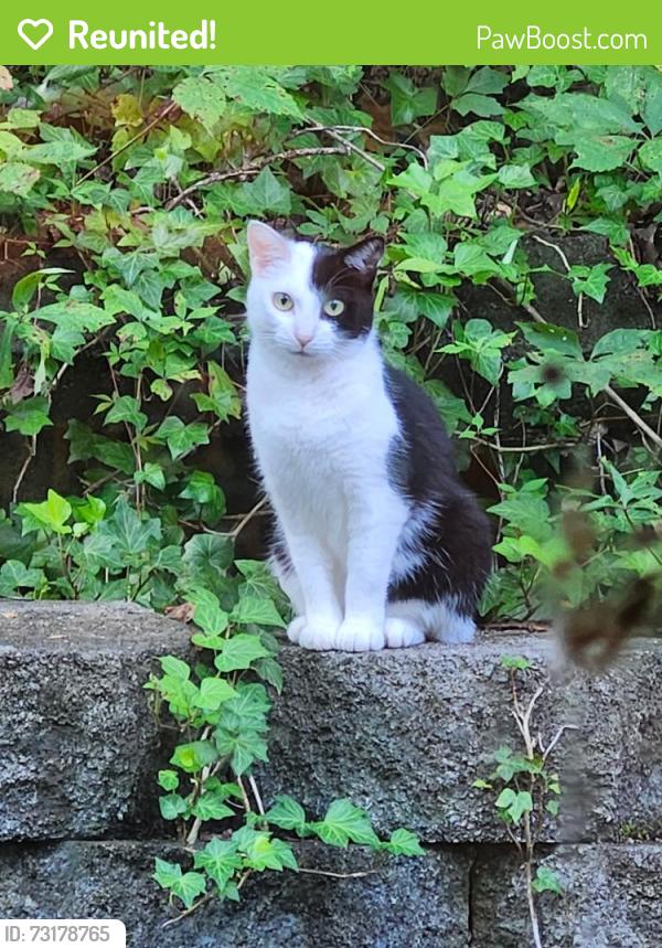 Reunited Female Cat last seen Pine needles trail, Ellington way,, Chattanooga, TN 37421