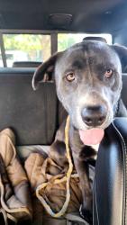 Found/Stray Male Dog last seen Holford Road between Arapaho and George Bush, Garland, TX 75044