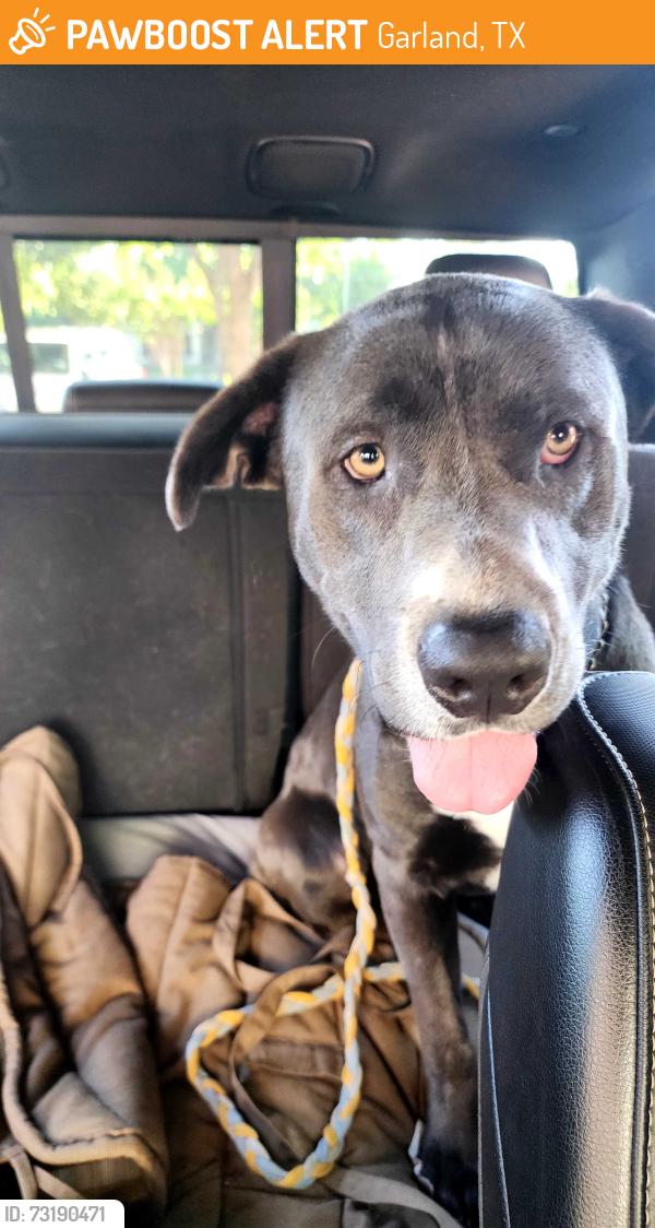 Found/Stray Male Dog last seen Holford Road between Arapaho and George Bush, Garland, TX 75044