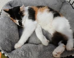 Reunited Female Cat last seen Near e 79th Ave commerce city co, Commerce City, CO 80022