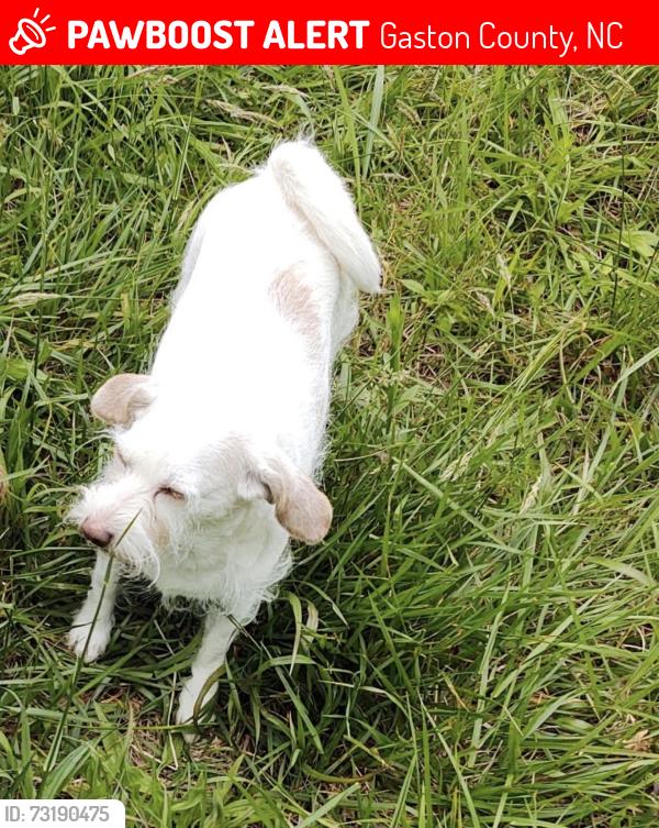 Lost Female Dog last seen Besstown Rd, Gaston County, NC 28016