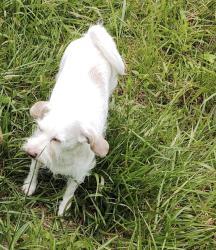 Lost Female Dog last seen Besstown Rd, Gaston County, NC 28016