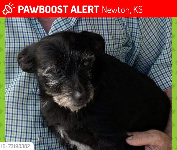 Lost Male Dog last seen Somewhere around SW 24th Street (near golf course) in Newton, Newton, KS 67114