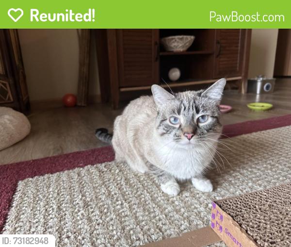 Reunited Male Cat last seen Piggly Wiggly, Oconomowoc, WI 53066
