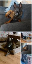 Lost Female Dog last seen Last seen on flinthill church rd, Shelby, NC 28152
