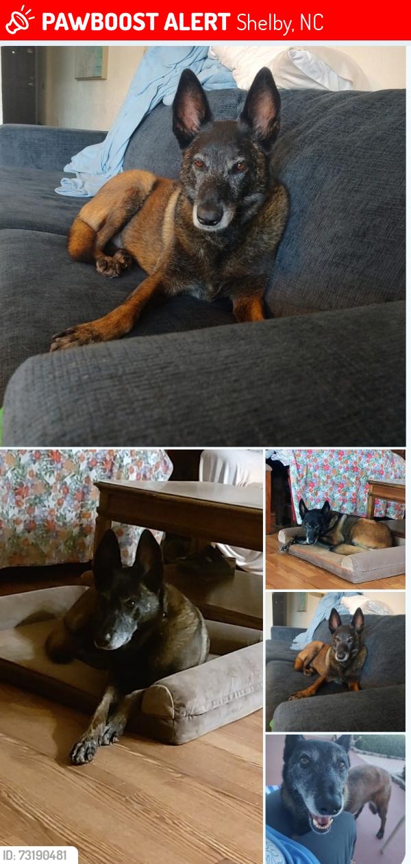 Lost Female Dog last seen Last seen on flinthill church rd, Shelby, NC 28152