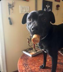 Reunited Male Dog last seen Silverbrook Drive and Benfield Woods, running back towards Oak Hill Drive, Morganton, NC 28655