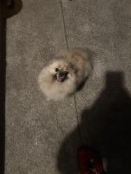 Reunited Female Dog last seen Story and jackson, San Jose, CA 95116