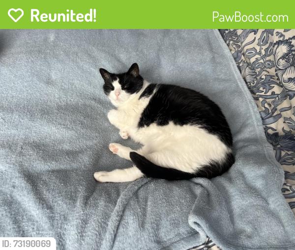Reunited Female Cat last seen Oldborough Cross Morchard Bishop, Oldborough, England 